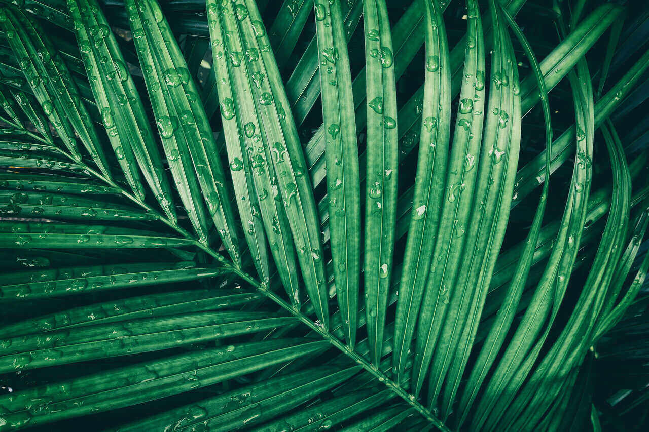 rain drop on tropical palm leaf, dark green toned
