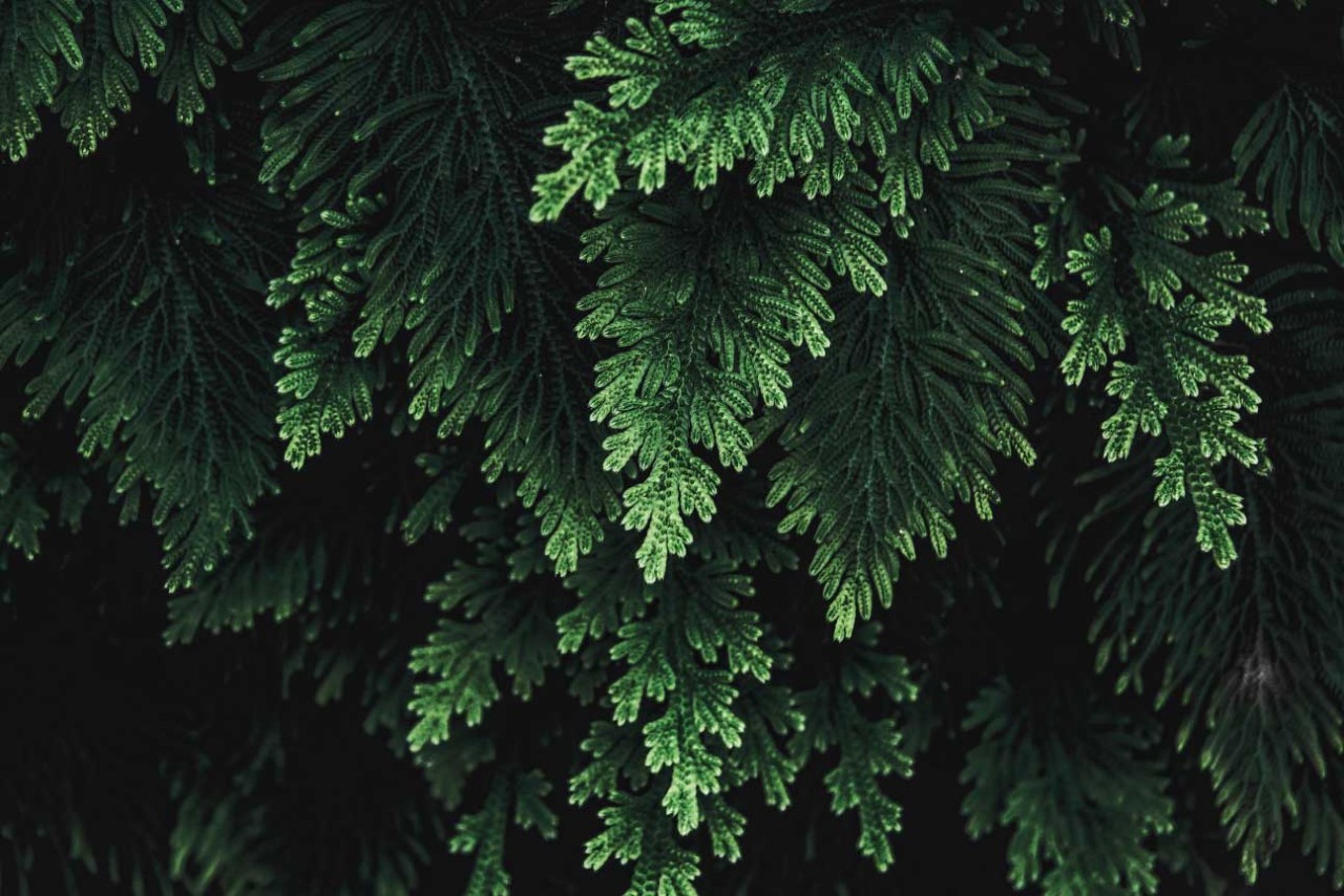 rain drop on tropical palm leaf, dark green toned